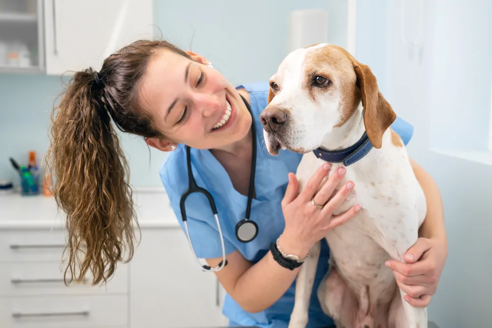 Veterinarian examining a dog at a clinic